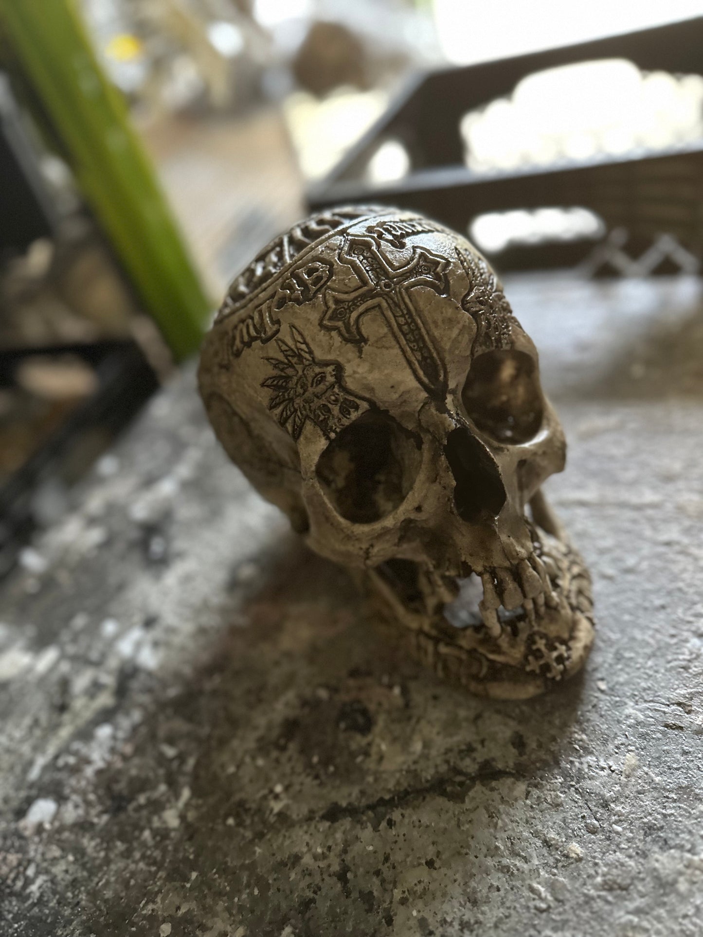 DEAL - Seven Horned Lamb Skull