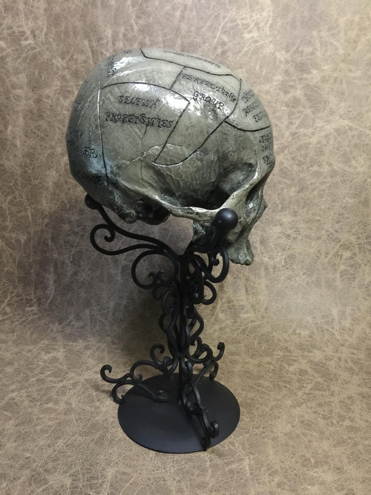 Phrenology Skull