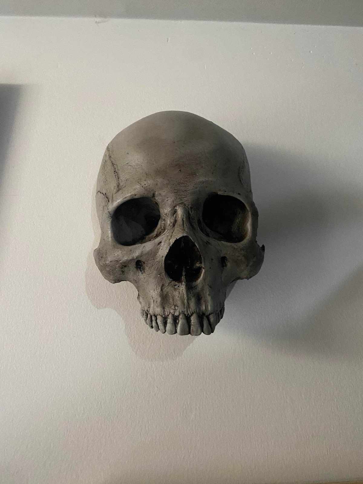 Wall Hung - Male Uncarved Skull