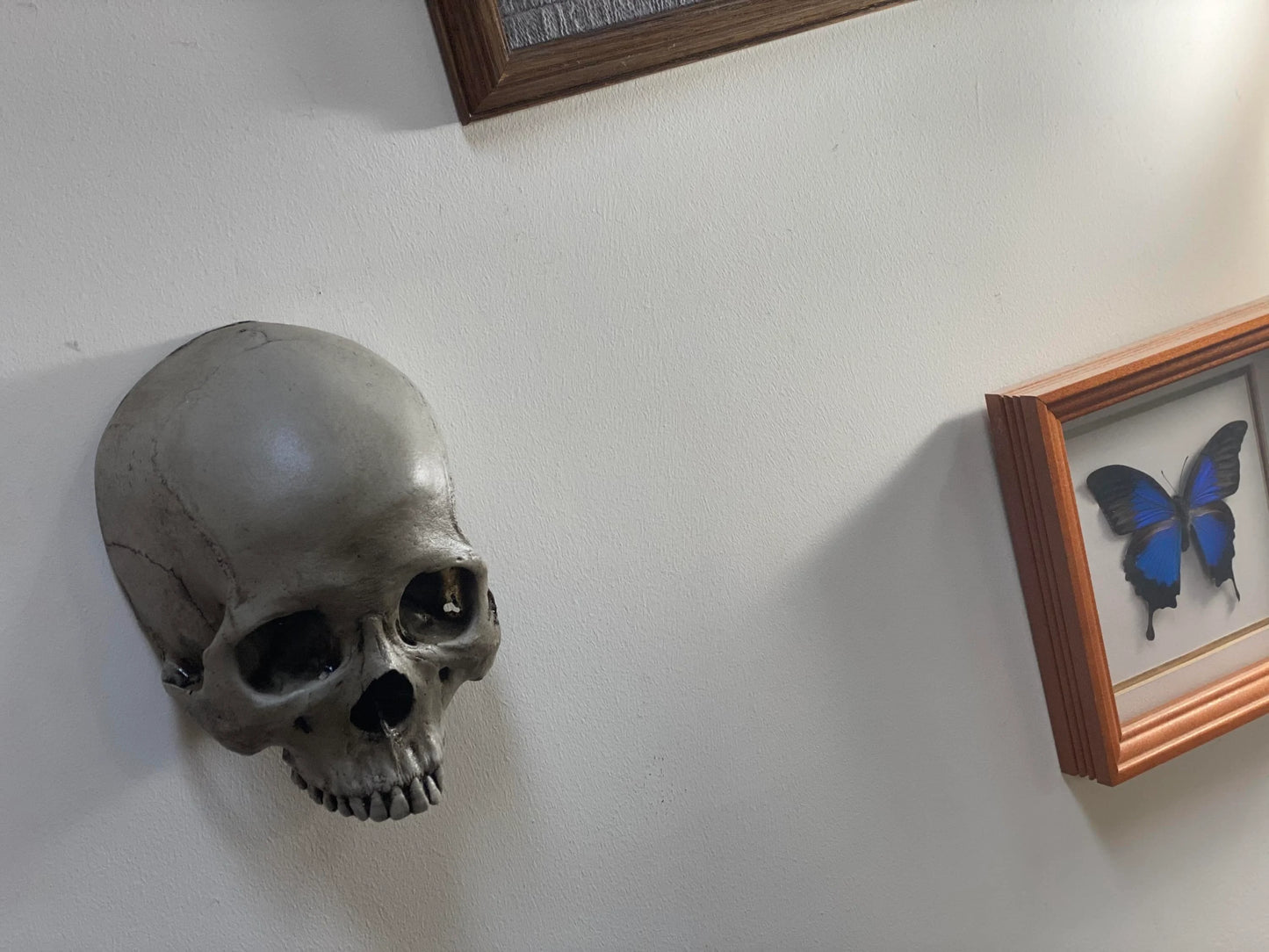 Wall Hung - Male Uncarved Skull