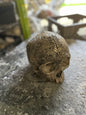 DEAL - Thor Ceremonial Skull
