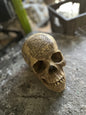 DEAL - Hufflepuff Skull