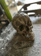 DEAL - Seven Horned Lamb Skull