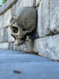Wall Skull - Past Master