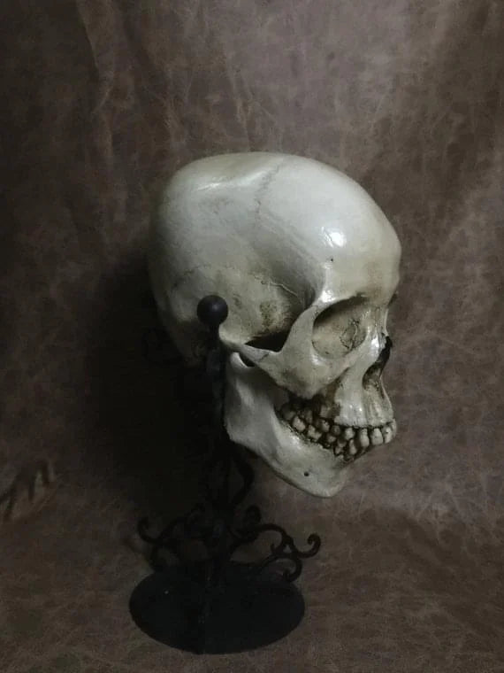 UnCarved Female Skull