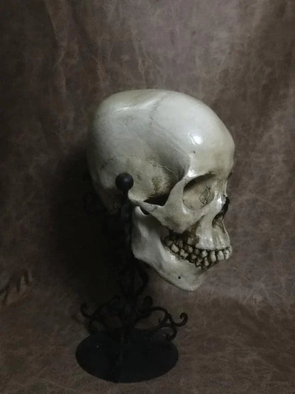 UnCarved Female Skull