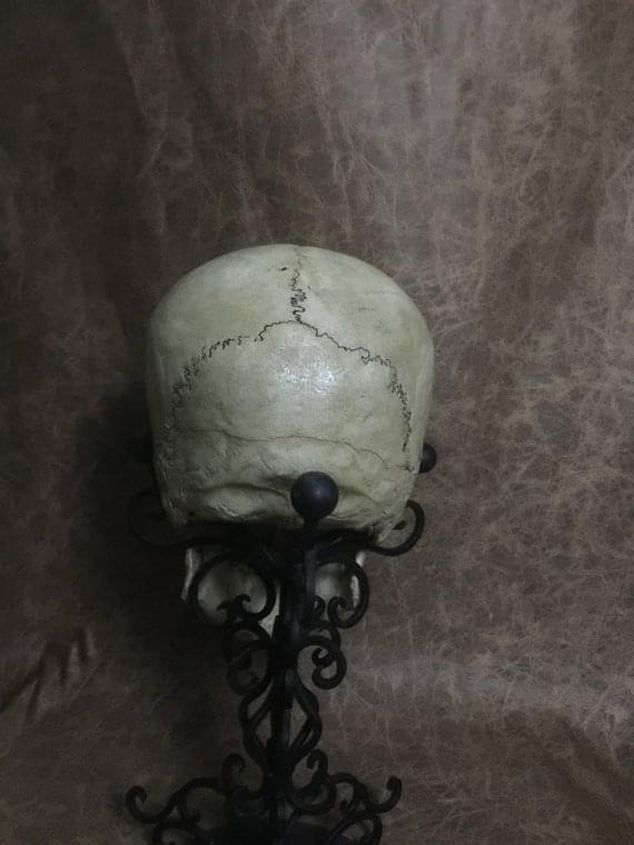 UnCarved Female Skull