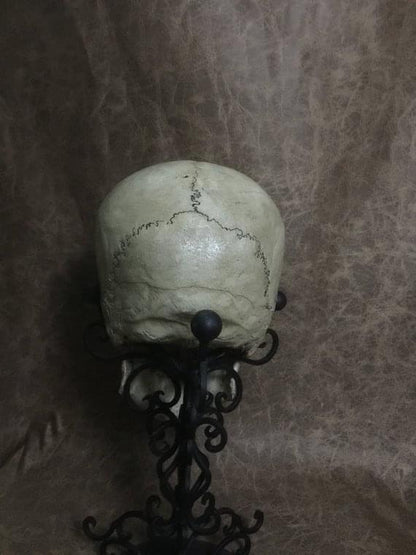 UnCarved Female Skull
