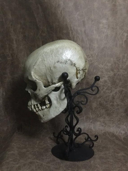 UnCarved Male Skull