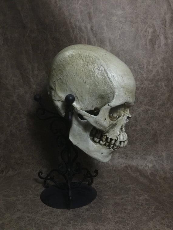 UnCarved Male Skull