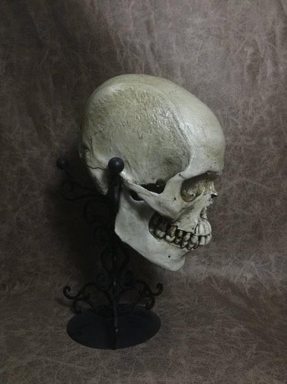 UnCarved Male Skull