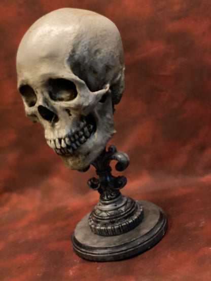 Uncarved Male Skull 2