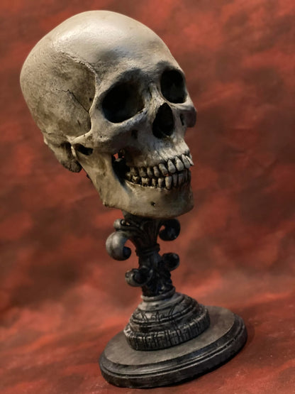 Uncarved Male Skull 2