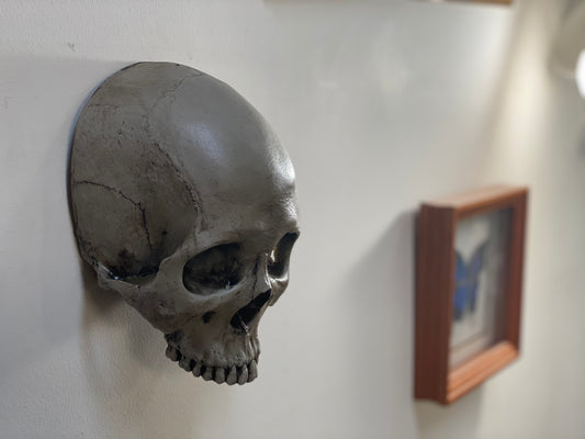 Wall Hung - Male Uncarved Skull