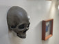 Wall Hung - Male Uncarved Skull