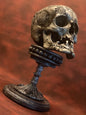 Seven Horned Lamb Skull