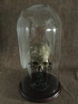 11.75 X 23 Glass Dome