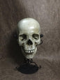 UnCarved Female Skull