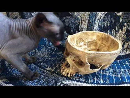 Skull Bowl - Female