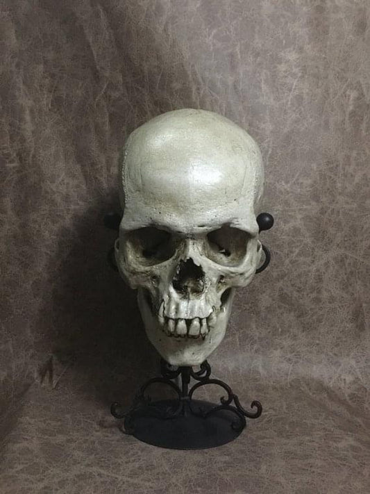 UnCarved Male Skull
