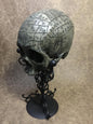 Phrenology Skull